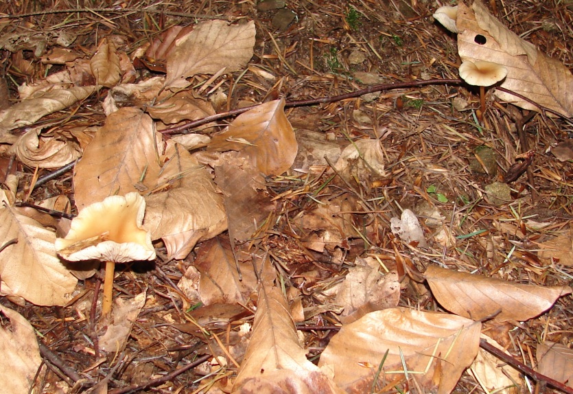 altri funghi dalla Foresta nera...